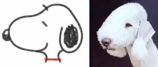 史努比是什么样的狗狗,长得像史努比的小型犬