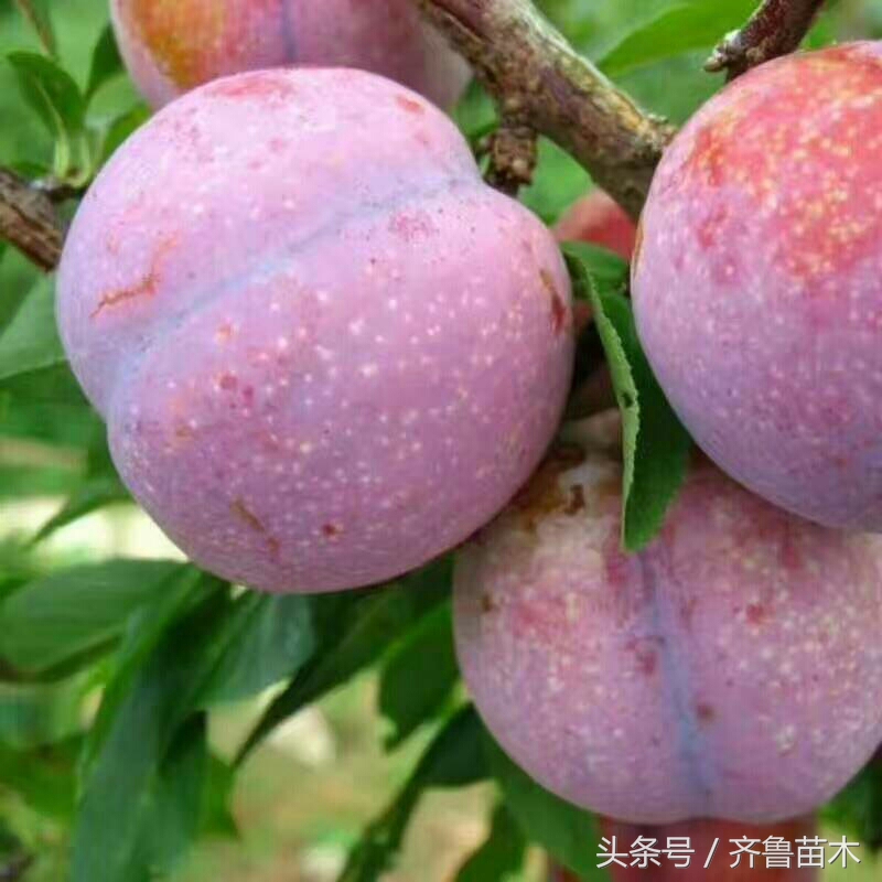 果树僵苗补救最佳方法,果树黄叶枯萎死苗