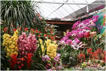 厦门花卉市场价格官网,厦门花卉批发市场