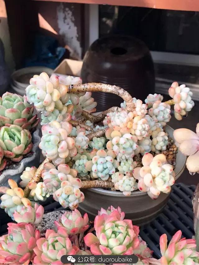 好养又耐看的多肉小老桩,好养活又漂亮的多肉老桩