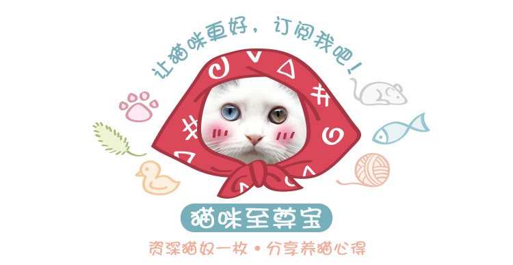 家里的两只猫都是公的咋办,家里两只猫怎么处理好