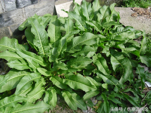 山东济南的道地中药,山东大黄中药材供应