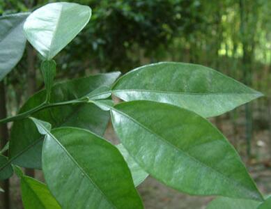 有哪些花卉可以驱蚊无毒,4种好看又好养的驱蚊花