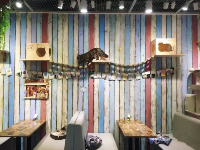 滚蛋吧肥肉君的视频,滚蛋吧肥肉君图片