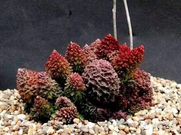 圆滚滚会出血斑的多肉 (十大超可爱的多肉)