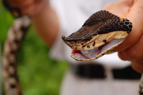 中国常见的十大毒蛇排行榜,中国最厉害的毒蛇是什么