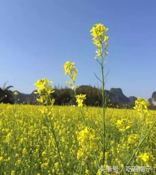 上林旅游有什么好玩的地方,上林好玩地方攻略必去景点