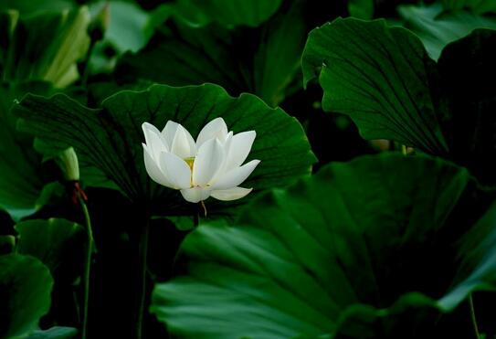 孕早期见红喝益母草会流产吗,孕早期见红是不是就会流产了