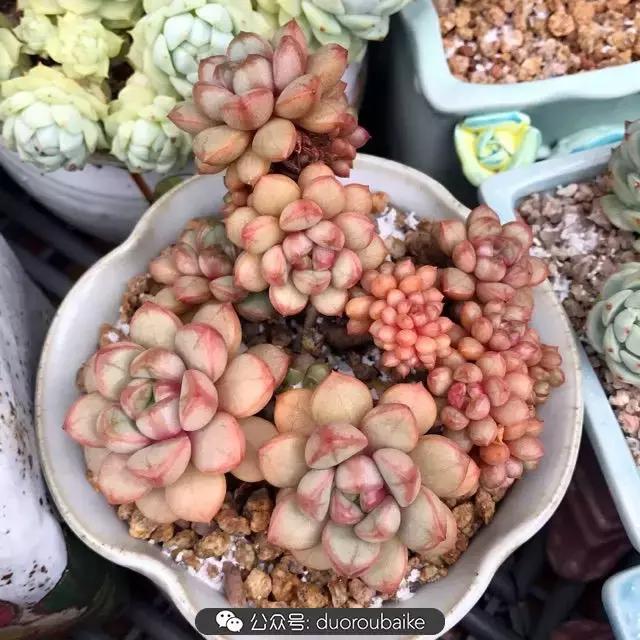 好养又耐看的多肉小老桩,好养活又漂亮的多肉老桩