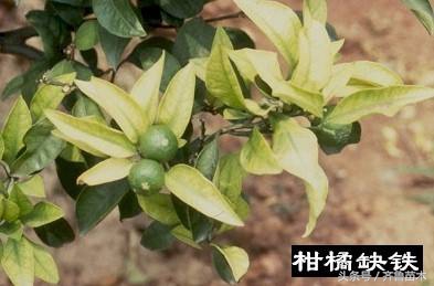 果树缺铁叶子发黄怎么补救,瓜果黄叶死叶怎么办