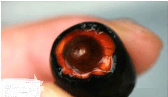 碗莲发完芽之后应该怎么养殖,用碗莲的种子养殖多久可以开花