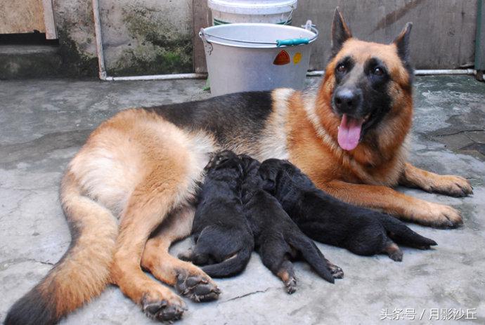母德牧犬生理期怎么照顾,德牧产后用什么药消炎