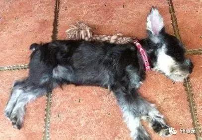 狗狗死掉了要不要再养,狗狗死了还要不要再养