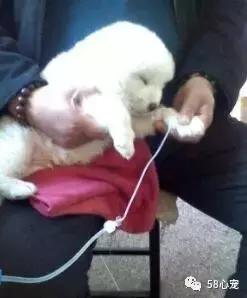 狗狗死掉了要不要再养,狗狗死了还要不要再养