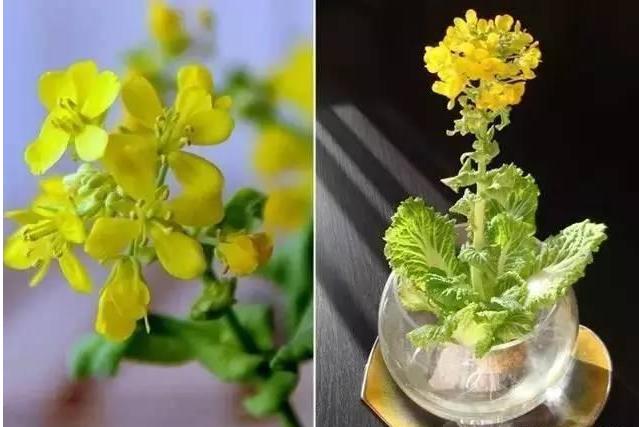 蔬菜放久了怎么养成盆栽,什么蔬菜可以在水里长成盆栽