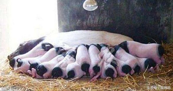 猪蓝耳和伪狂犬能治好吗,蓝耳伪狂犬传染