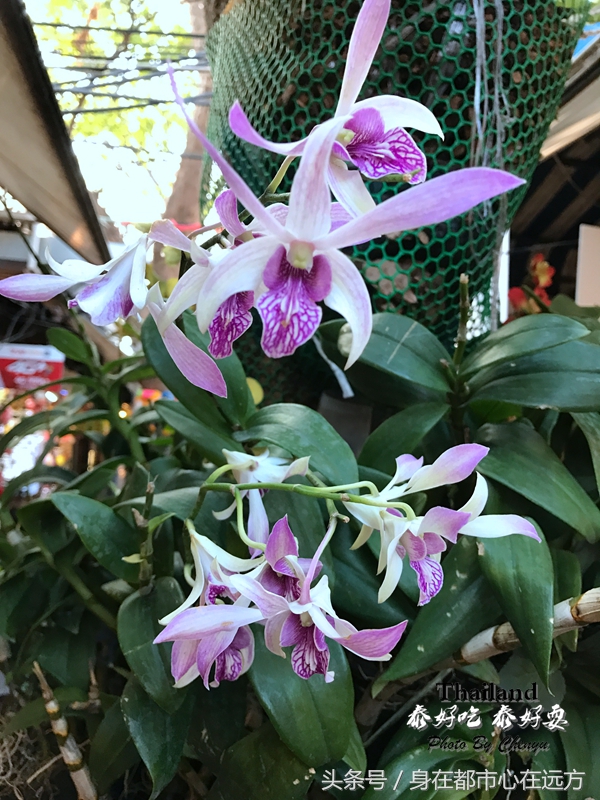 泰国最新旅游之地,泰国旅游清晨时光