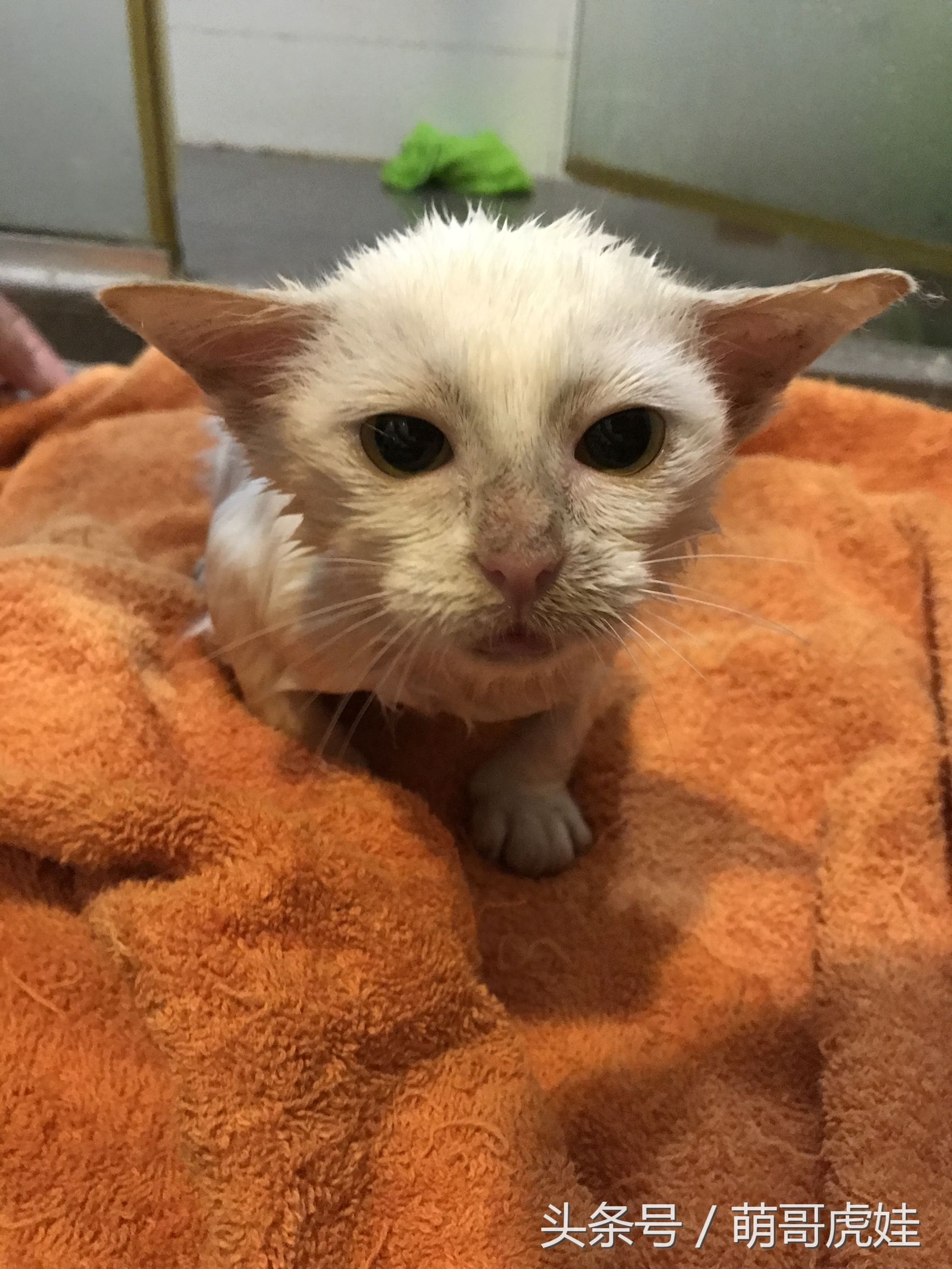 小猫胖胖的不爱动,小猫很胖但是脸却不圆