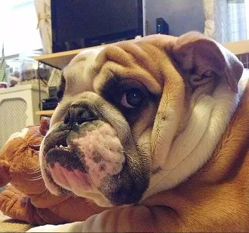 英国斗牛犬的饲养方法,英国斗牛犬的特点和性格特征