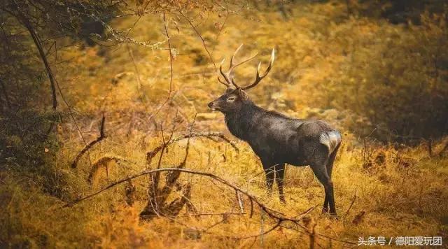 德阳周边游:端午3天我们走“喇叭河”怎么样?最强攻略来袭