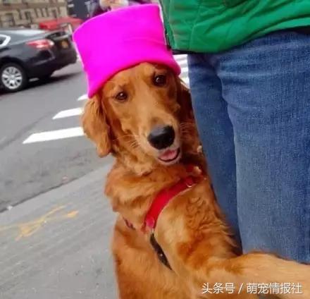 两个月金毛为什么喜欢抱大腿,为什么金毛总是抱大腿