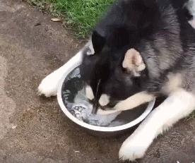 白醋可以给狗狗洗耳朵吗,狗狗的耳朵怎么洗干净