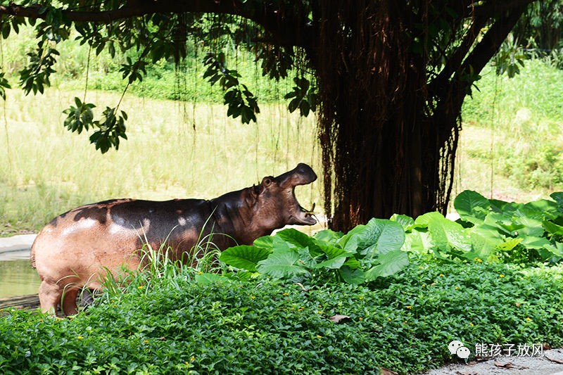 广州长隆野生动物园游玩攻略,广州长隆野生动物园攻略自由行