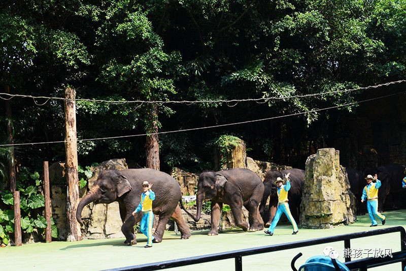 广州长隆野生动物园游玩攻略,广州长隆野生动物园攻略自由行