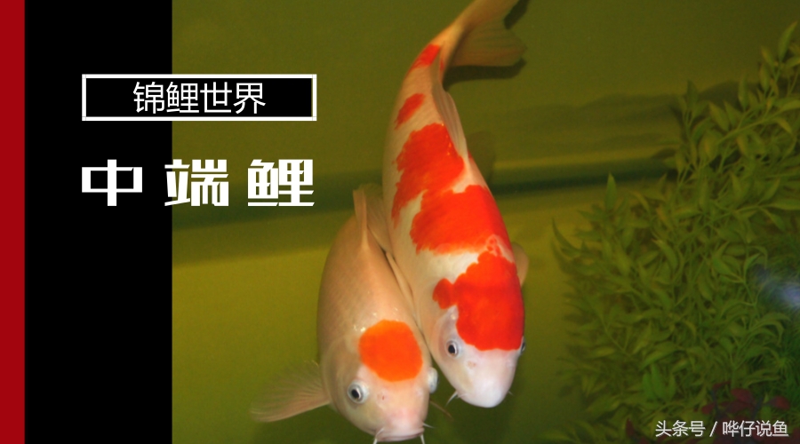 养锦鲤鱼的9大误区,养锦鲤入坑