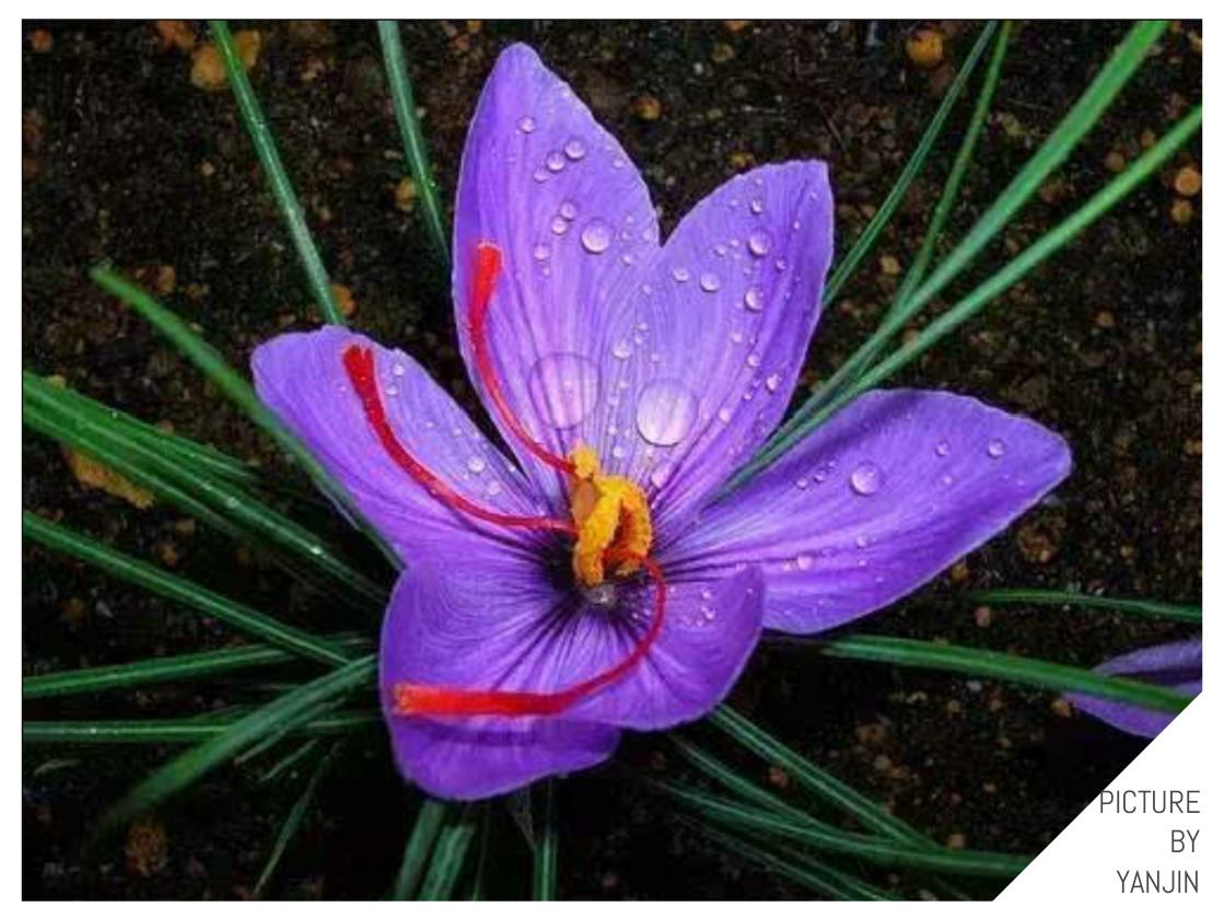 世界上最贵的花是什么,史上最贵的十种花和价格