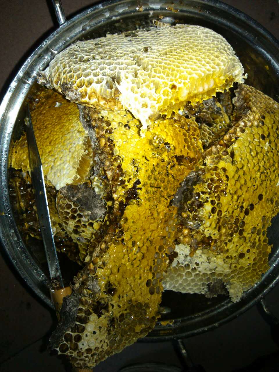 找蜜蜂窝的方法和技巧,找到蜜蜂窝的技术活