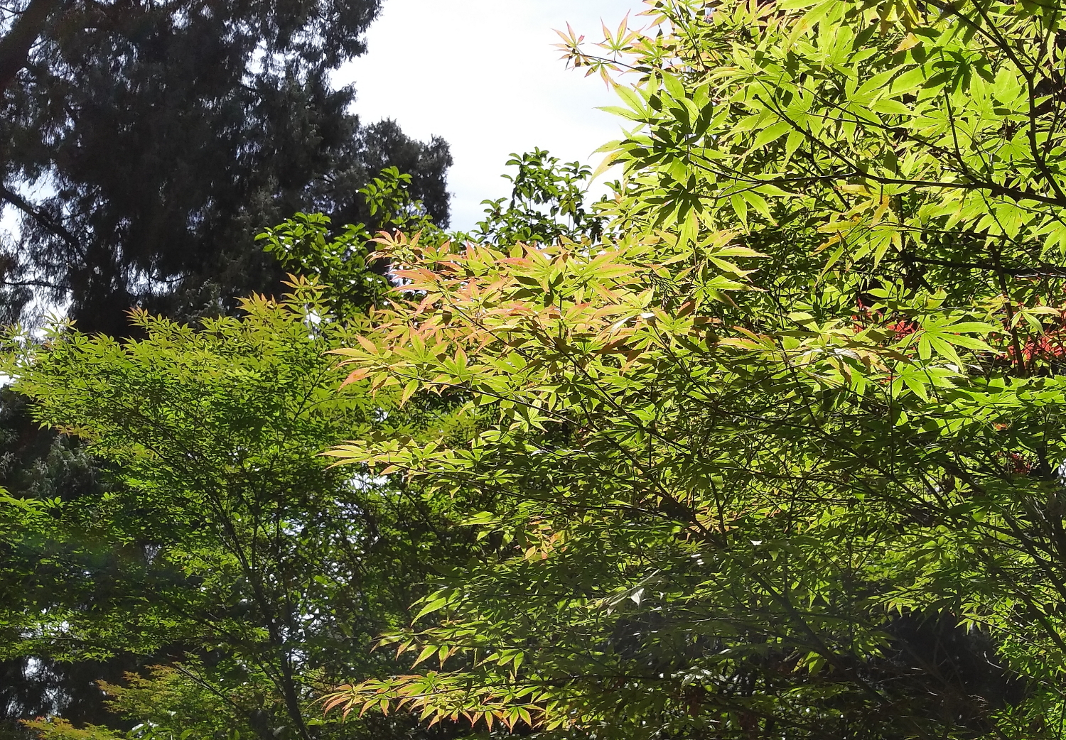 锤子坚果pro2s测评照片,锤子坚果pro2拍照效果