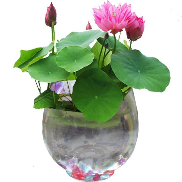 碗莲发完芽之后应该怎么养殖,用碗莲的种子养殖多久可以开花