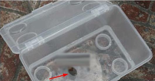 碗莲发完芽之后应该怎么养殖,用碗莲的种子养殖多久可以开花