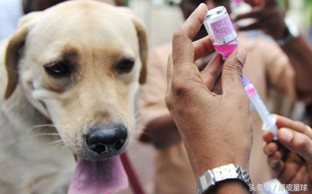 不小心被狗咬要打针么,不小心被注射狂犬疫苗会怎样