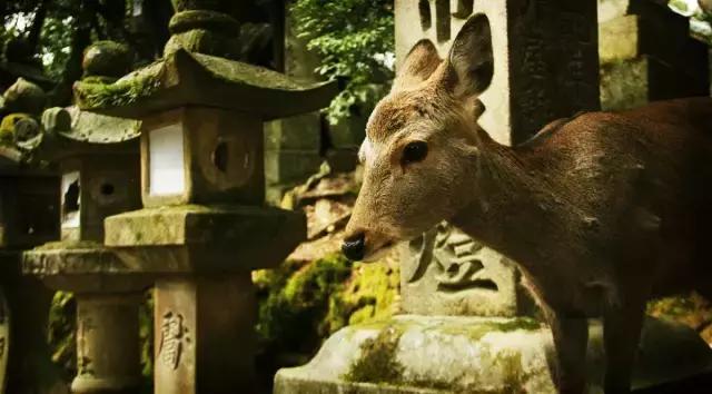 关西京都一日游攻略,日本关西旅行记录京都篇