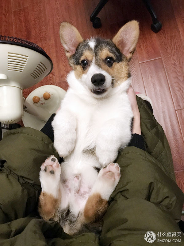 目测托米你要火!丝倍亮成犬全价托米亲吃评测以及托米的成长史