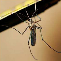 工厂如何预防蚊子最有效方法,公司户外蚊子消杀方法