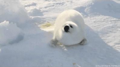 卖萌简直不能忍，它才是网红界NO.1