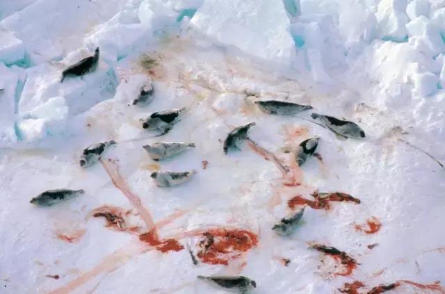 卖萌简直不能忍，它才是网红界NO.1