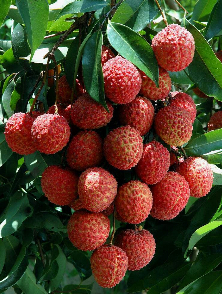 为博美人一笑不惜一切的诗句,只为博妃子一笑