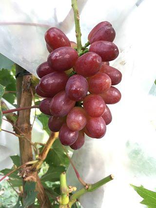 七星女王葡萄的优点和缺点,七星女皇葡萄简介