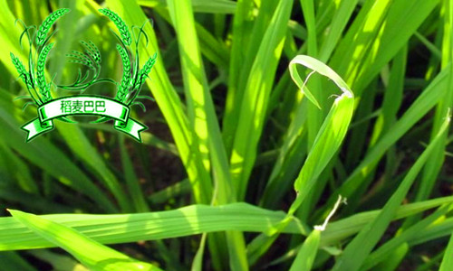 水稻叶片干尖,水稻秧苗叶子发白怎么办