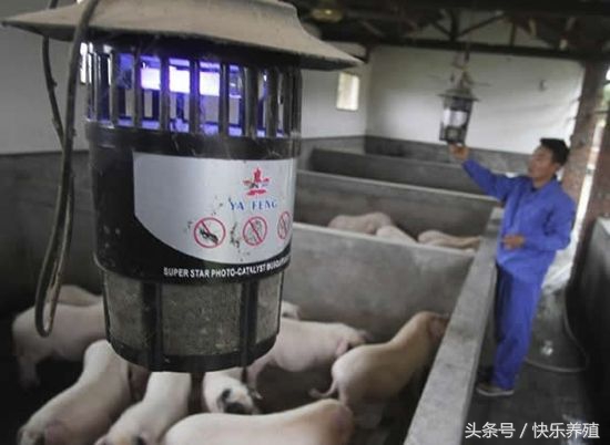 养猪喂母猪技术要领,养猪保育技术教程