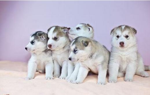 宝路狗粮狗狗能吃吗,宝路幼犬狗粮怎么吃