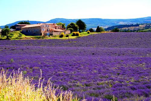 醉美的花海美景,醉美的花海视频