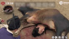 女医明妃传刘诗诗虐心片段,女医明妃传刘诗诗戴面纱