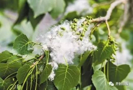 杨絮戴口罩,杨絮满天飞买什么东西防护