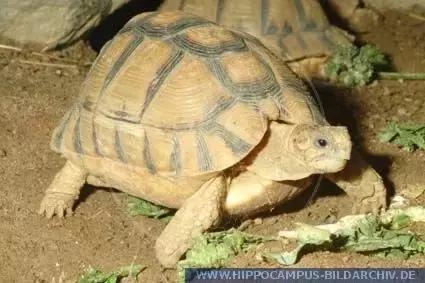 它被人冠以“小安格”的名号,却比真的安哥更金贵