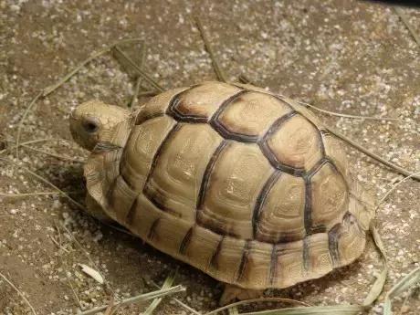 它被人冠以“小安格”的名号,却比真的安哥更金贵